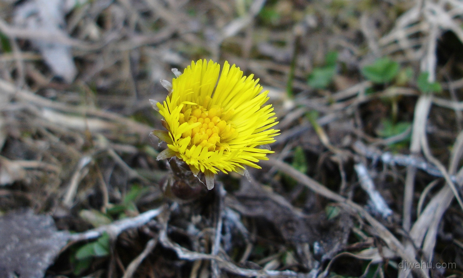 DSC06221-Fruehlings-blume-20070408.jpg