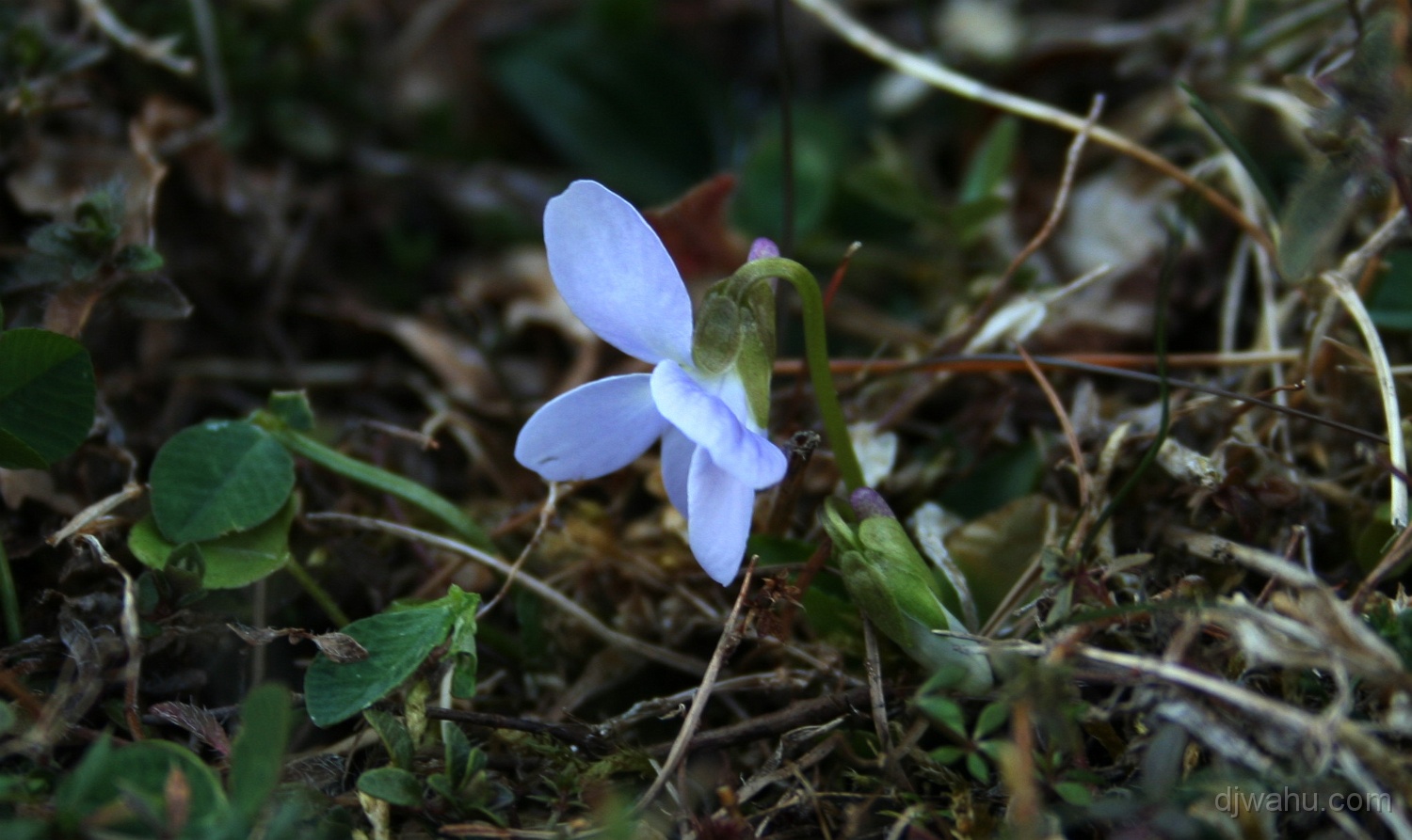 IMG_3674-Blume-20070409.jpg