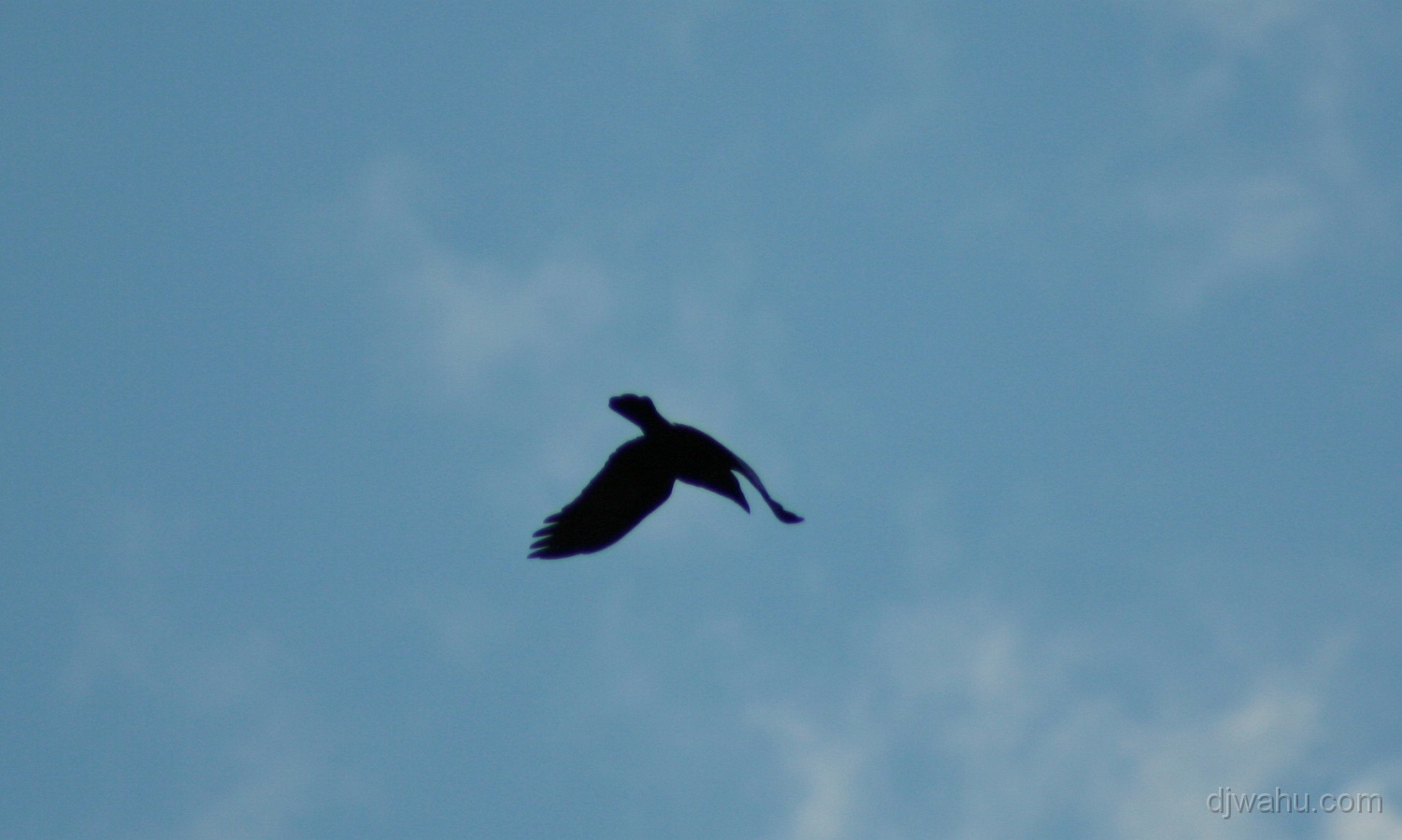 IMG_3687-Raben-Vogel-20070409.jpg