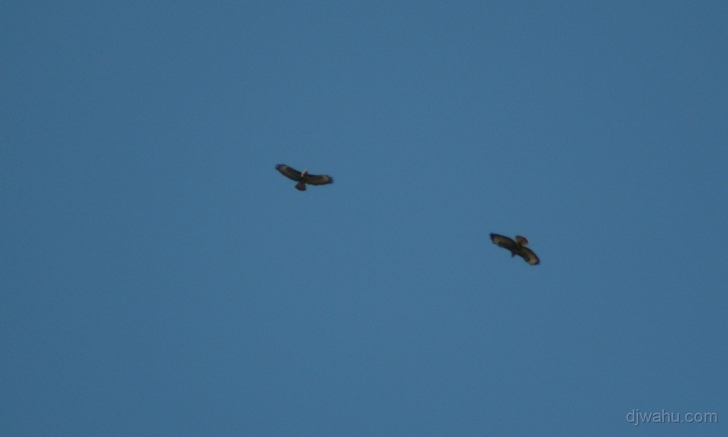 IMG_3717-Adler-20070415.jpg
