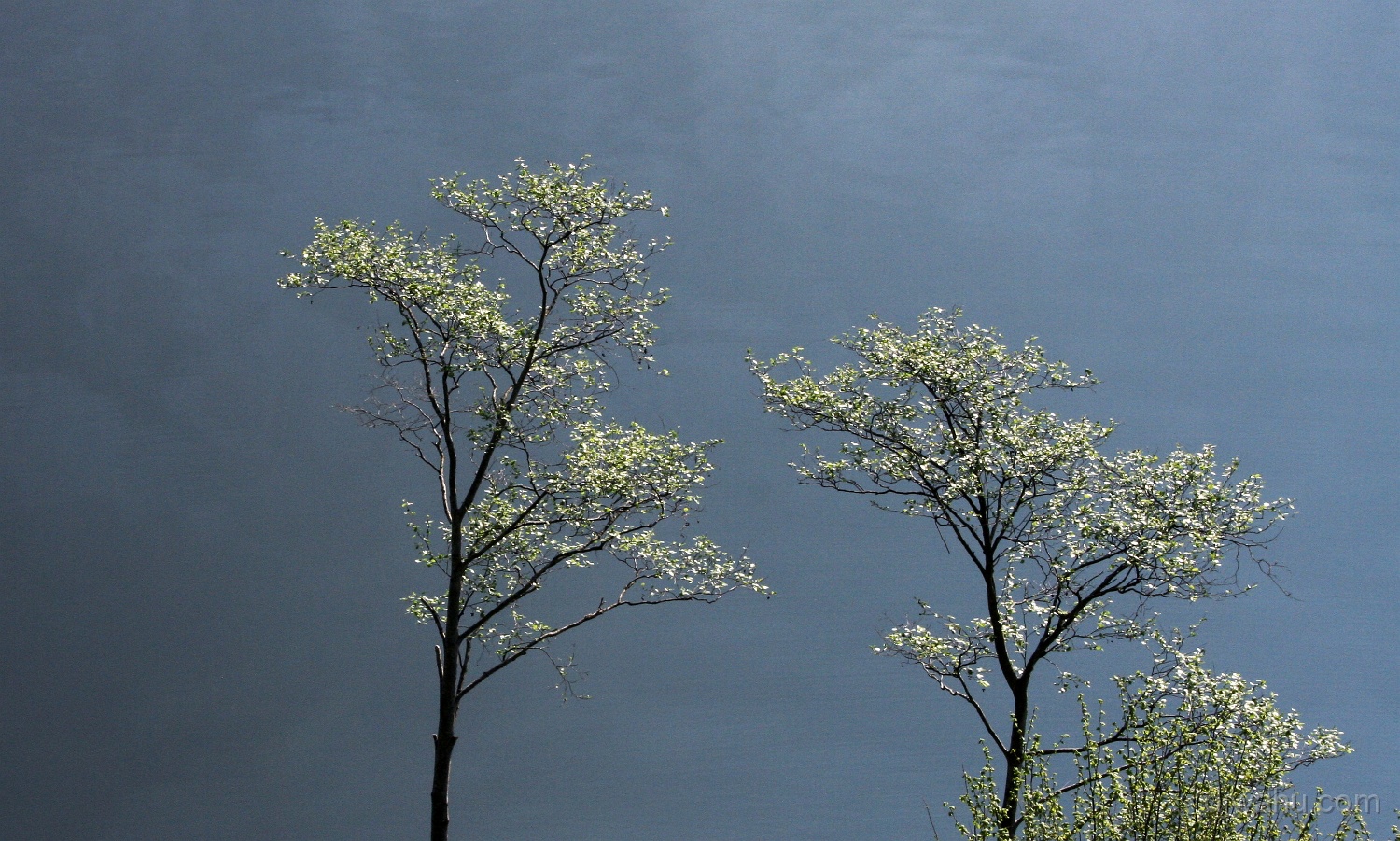 IMG_3864-Baum-Hallstaedtersee-20070421.jpg