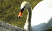 IMG_3948-Schwan-20070421