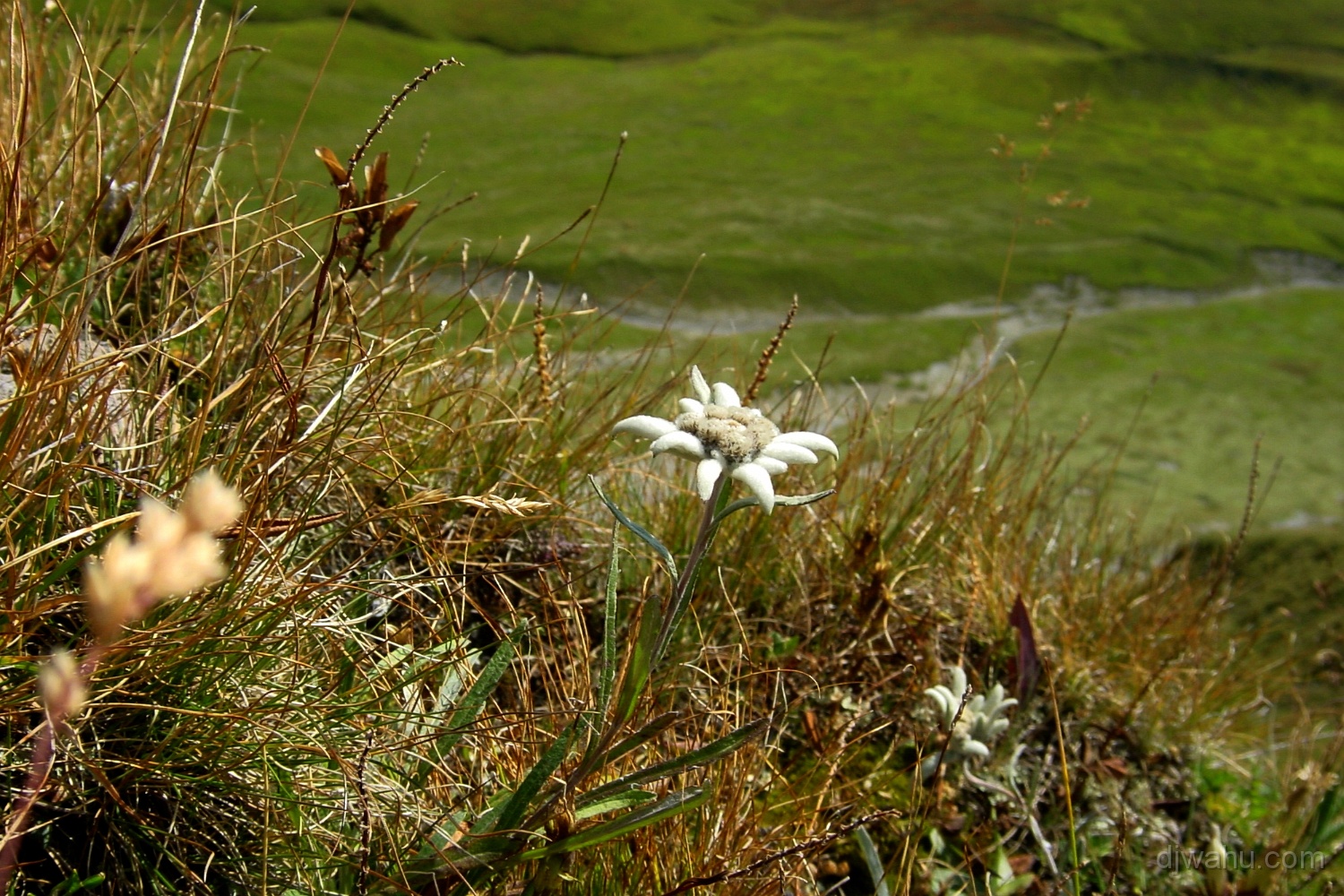 DSC03793-Edelweiss20030825.JPG