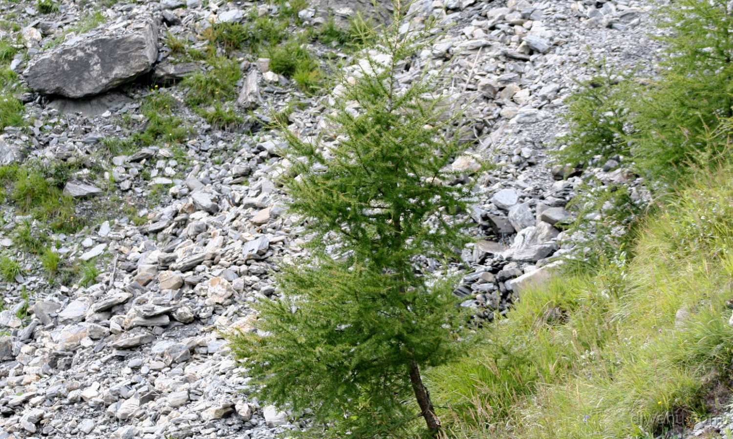 IMG_0666-Baum-Gisse-20060826.jpg