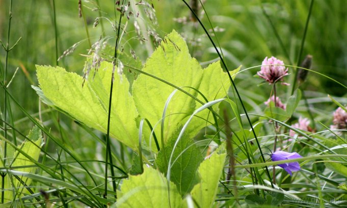 IMG_0752-Gras.jpg