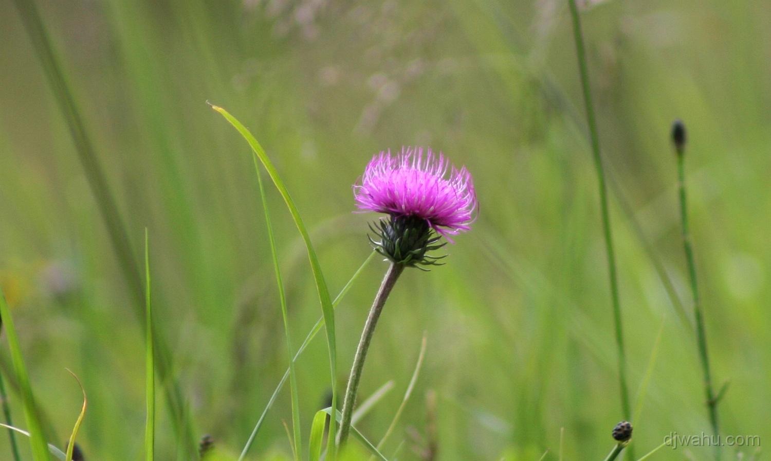 IMG_0759-Blume-20060826.jpg