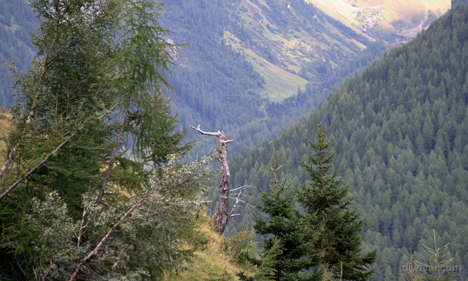 IMG_0783-Baum-20060826.jpg