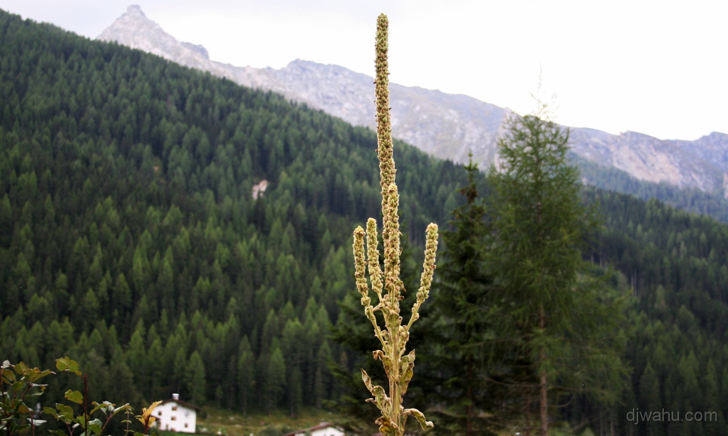 IMG_0803-Blume-Hoger-20060826.jpg