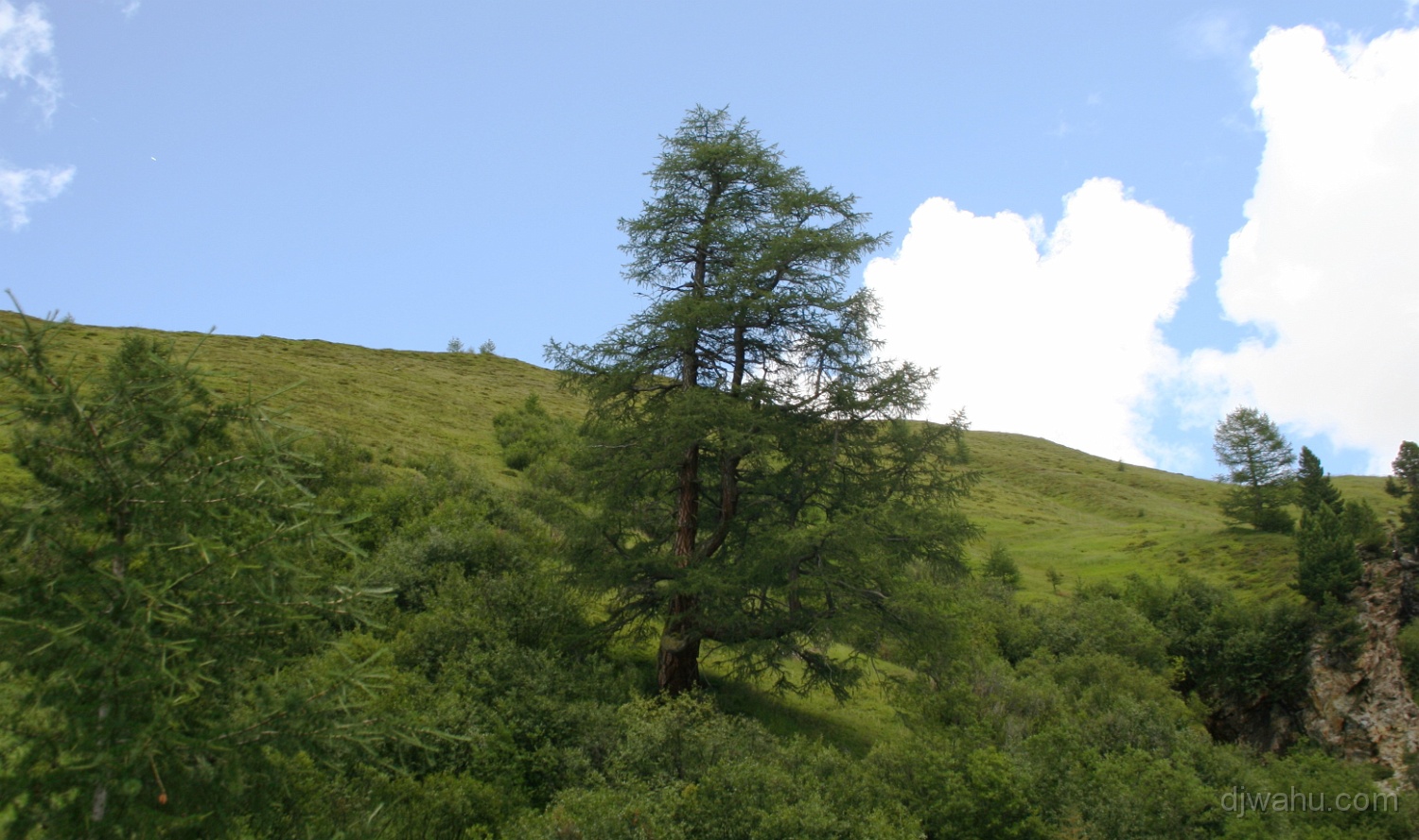 IMG_9713-Baum-Isse-20080806.jpg