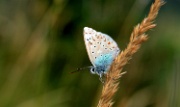 IMG_0713-Schmetterling-HDR-20060826