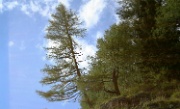 IMG_0720-BesoffenerBaum-20060826