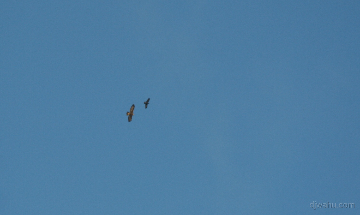 IMG_0313-Adler-Rabe-20081225.jpg