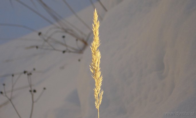 DSC01500-Grashalm-.JPG