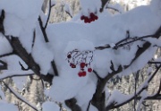 DSC04586-Beeren-Schnee-20060104