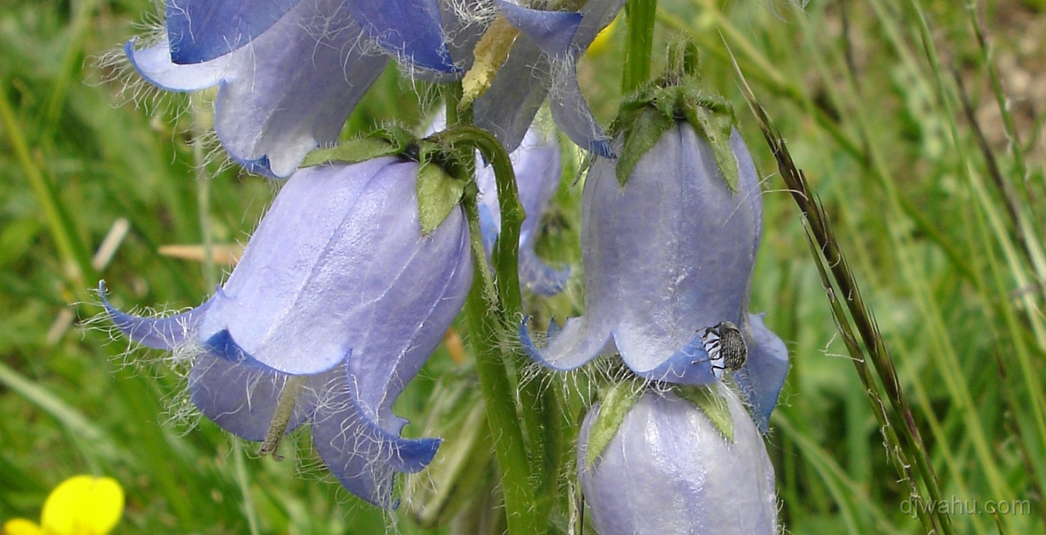 DSC05220-Glockenblume-Kaefer-20060702.JPG