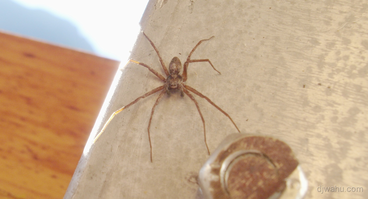 DSC05227-Spinne-20060702.JPG