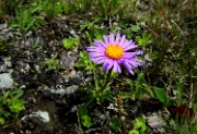 DSC02205-Blume-20020720