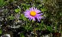 DSC02205-Blume