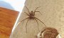 DSC05227-Spinne