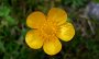 P1000363-Blume