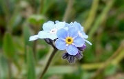 P1000428-Blume_Myosotis_alpestris-20050723