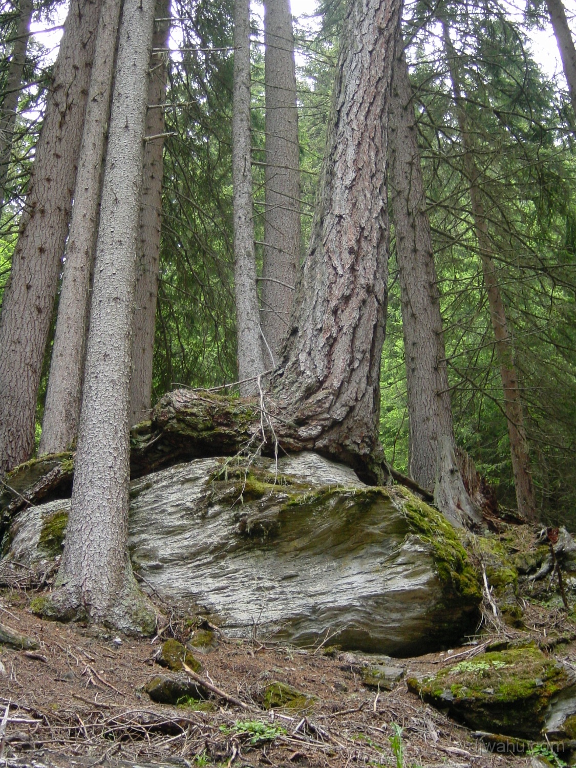 DSC03285-BaumAuf-Stein-20030619.JPG