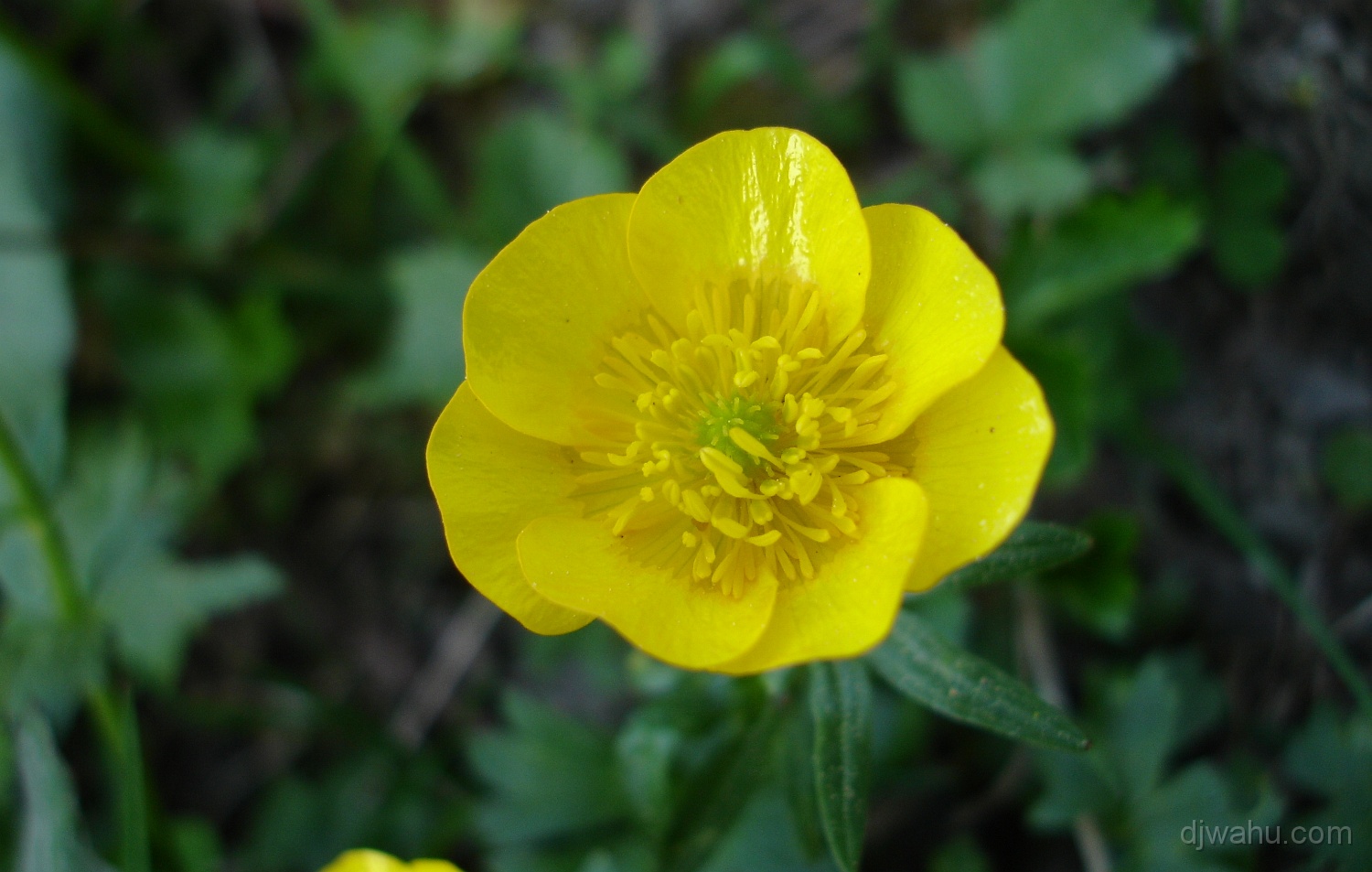DSC05180-Blume-Gelb-20060615.JPG
