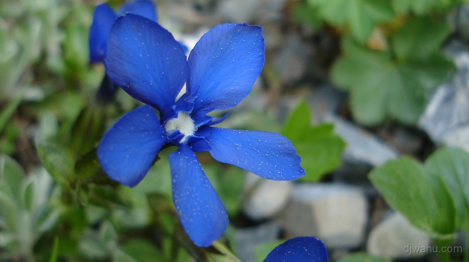 DSC05191-Blume-Enzian-Blau-20060615.JPG