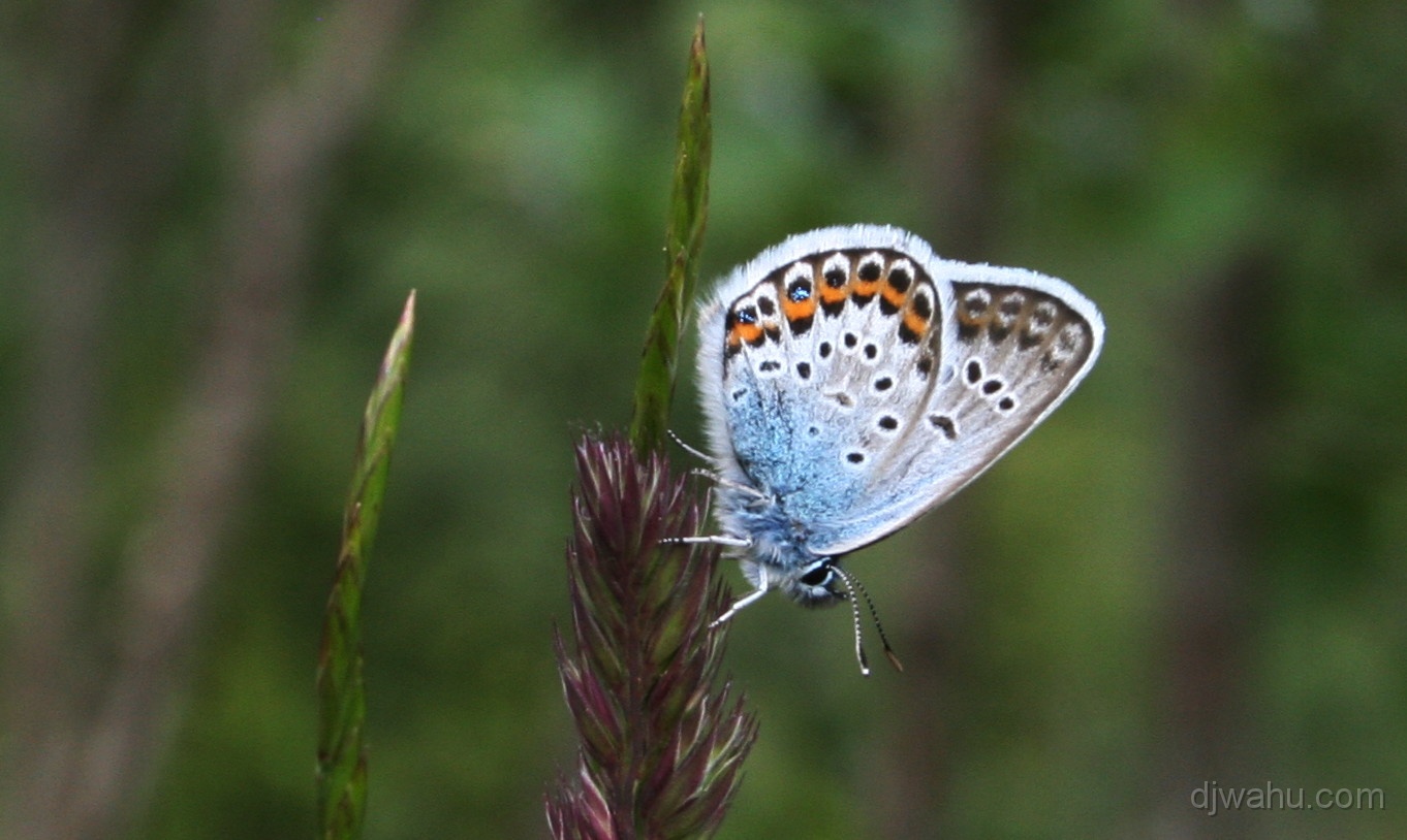 IMG_4443-Schmetterling-20070607.jpg