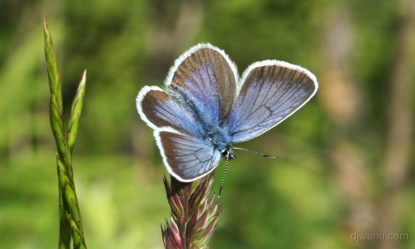 IMG_4457-Schmetterling-20070607.jpg