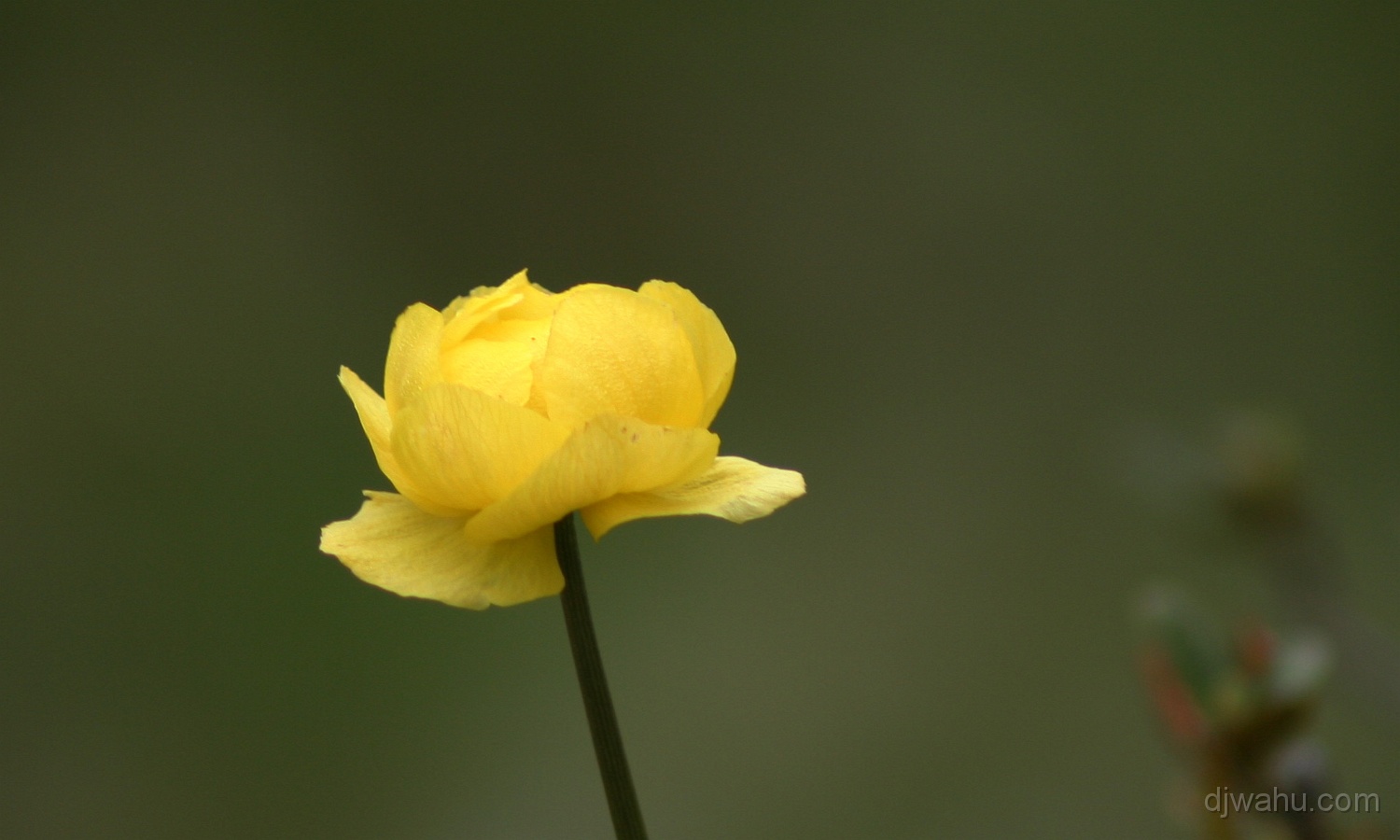 IMG_4652-Blume-20070614.jpg