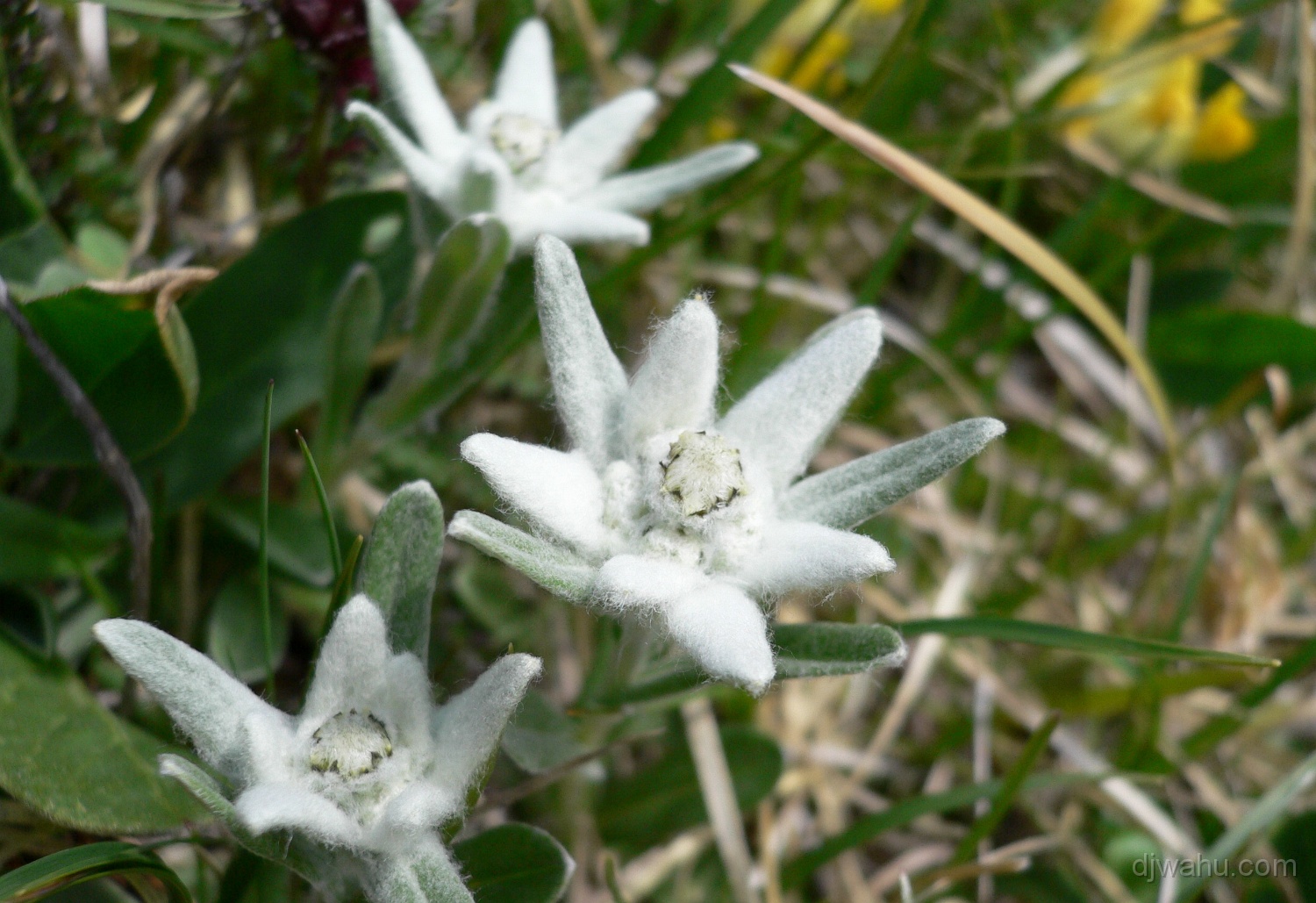 P1000289-Edelweiss-Blaser-20050626.JPG