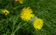 DSC03389-Gelbe-Blume-20030622