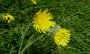 DSC03389-GelbeBlume