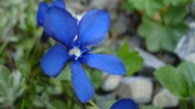 DSC05191-Blume-Enzian-Blau-20060615