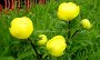 Dsc00295-Moda-Albl-Blumen