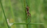 IMG_4439-Spinne-20070607