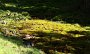 IMG_4741-MoosQuelle