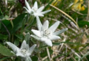 P1000289-Edelweiss-Blaser-20050626