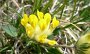 P1000290-Orchidee