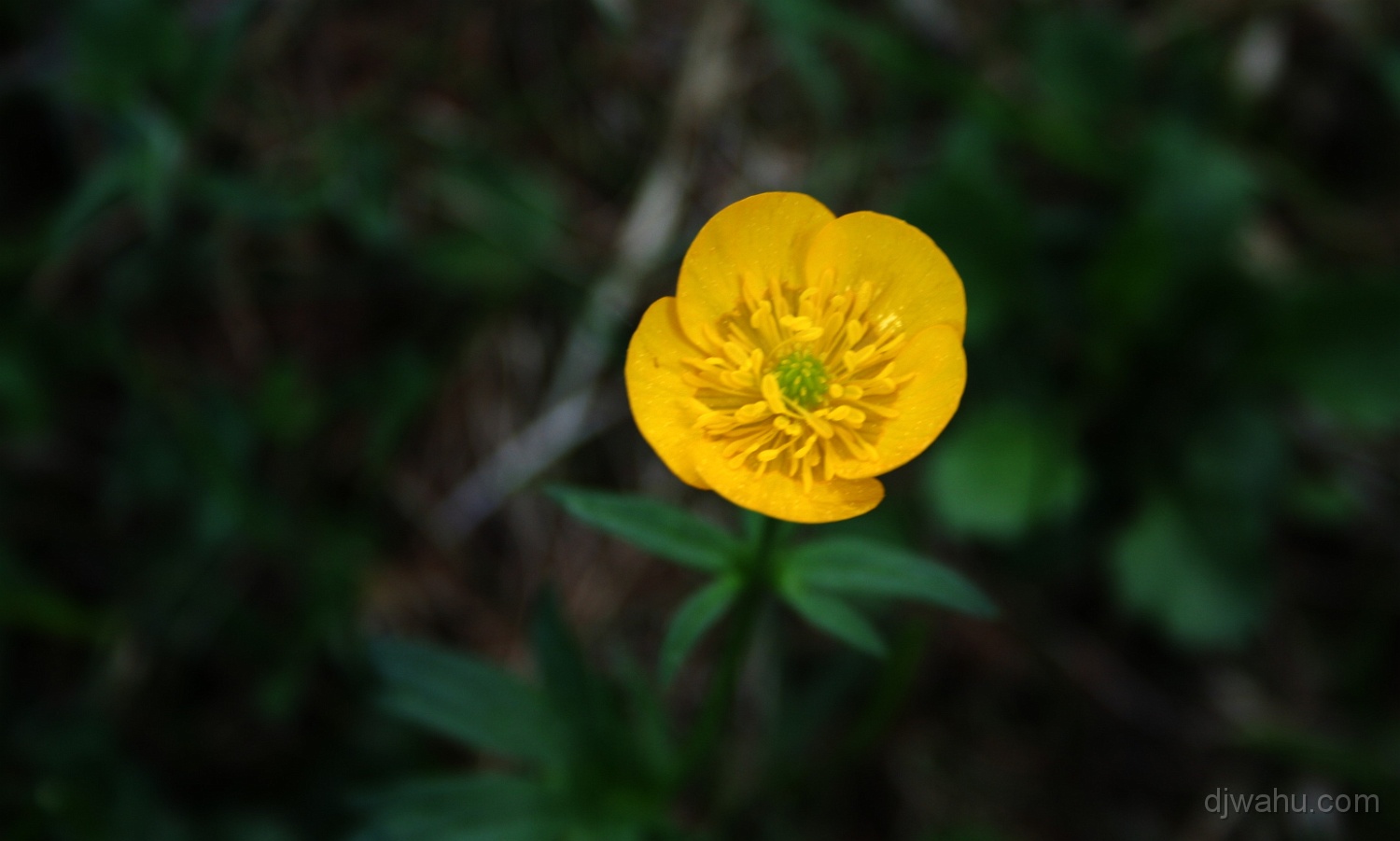 IMG_4208-Gelbe-Blume-20070511.jpg