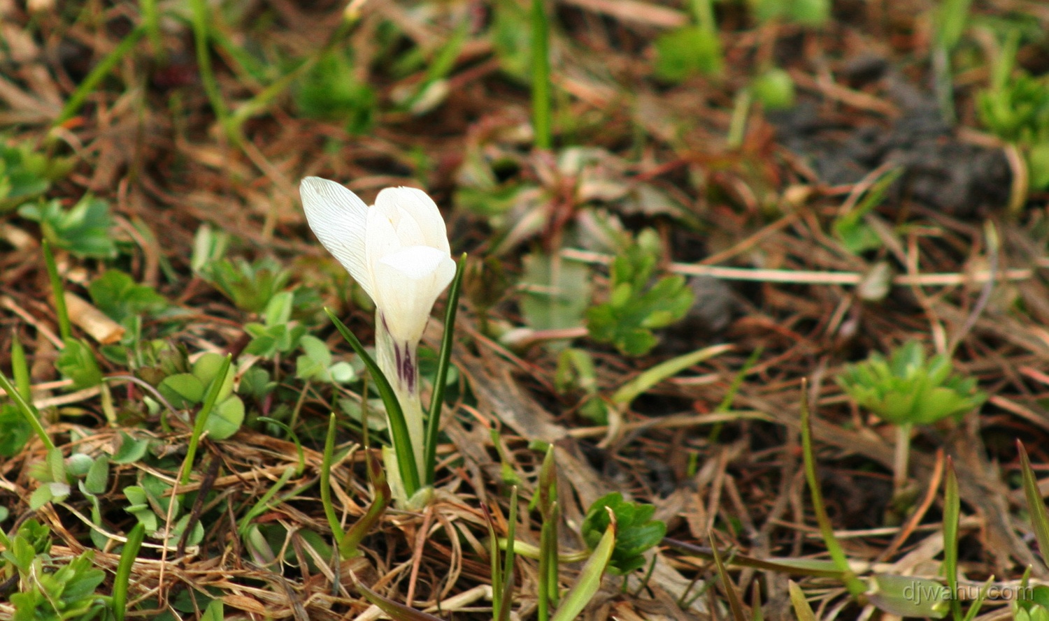 IMG_7948-Krokus-Gaensebluemchen-20080501.jpg