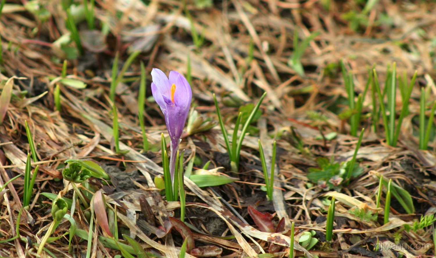 IMG_7951-Krokus-20080501.jpg