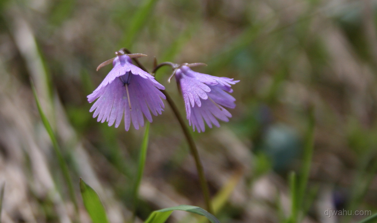 IMG_8318-Glockenblume-20080524.jpg