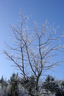 DSC01080-NoesslachrundeBaumReif.JPG