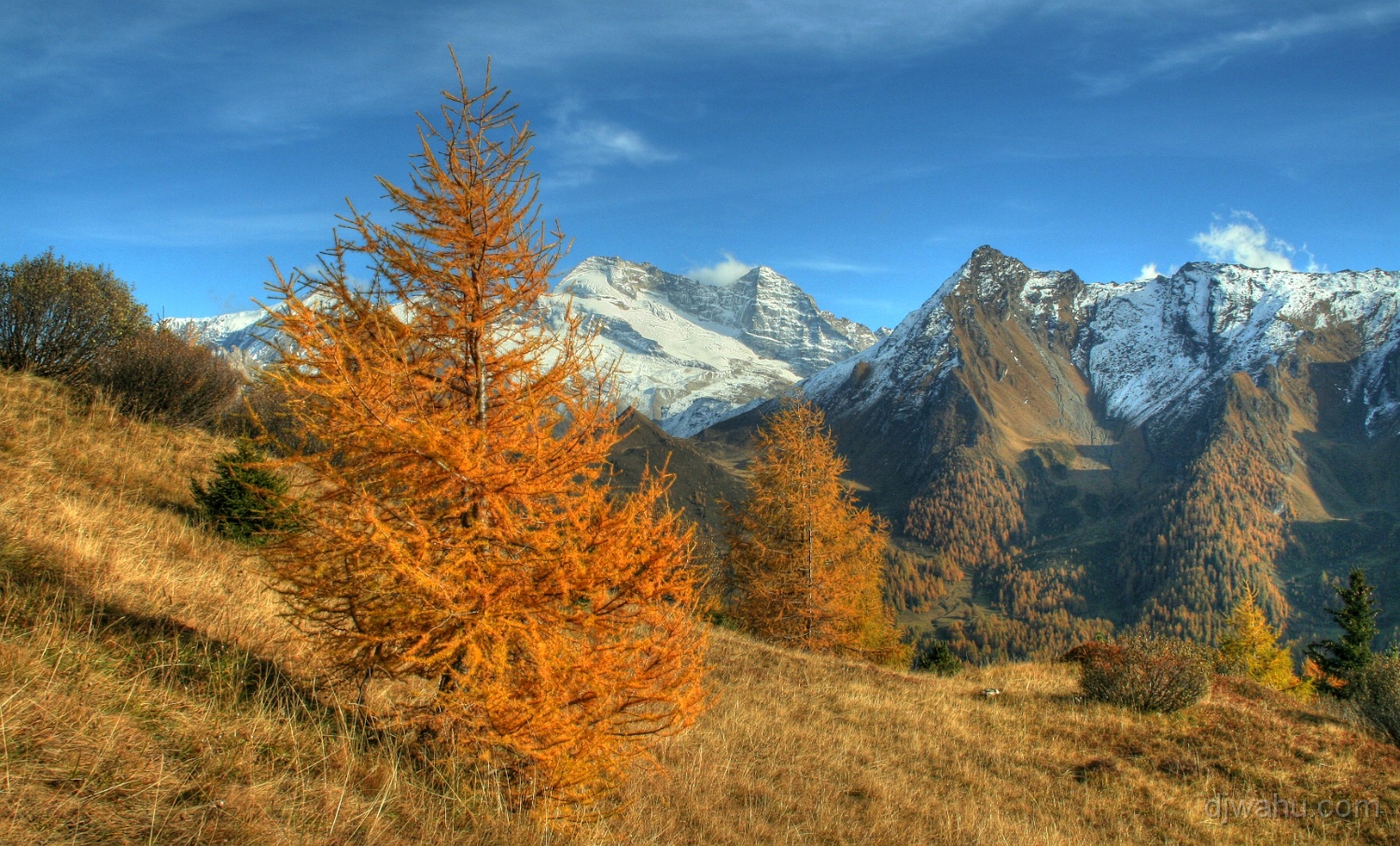 IMG_2941-Baum-Herbst-Olperer-Hoger-HDR-20061022.jpg