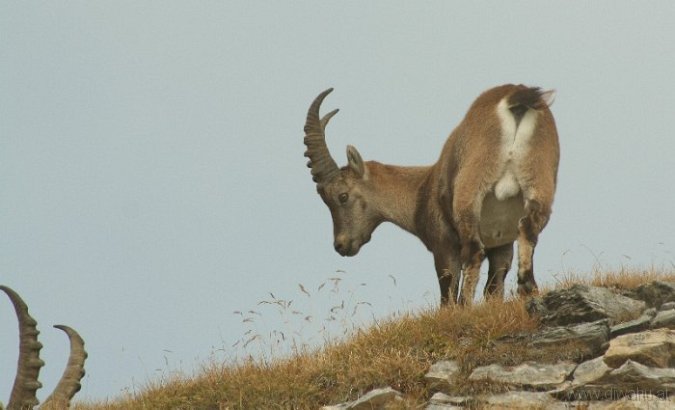 IMG_2407-Steinbock.jpg